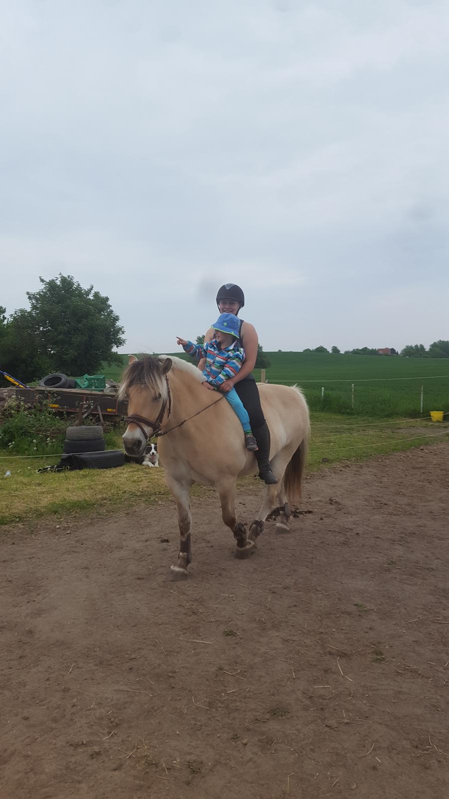 Fjordhest Bisnapgårds Sleipner [tidligere hest]  billede 13