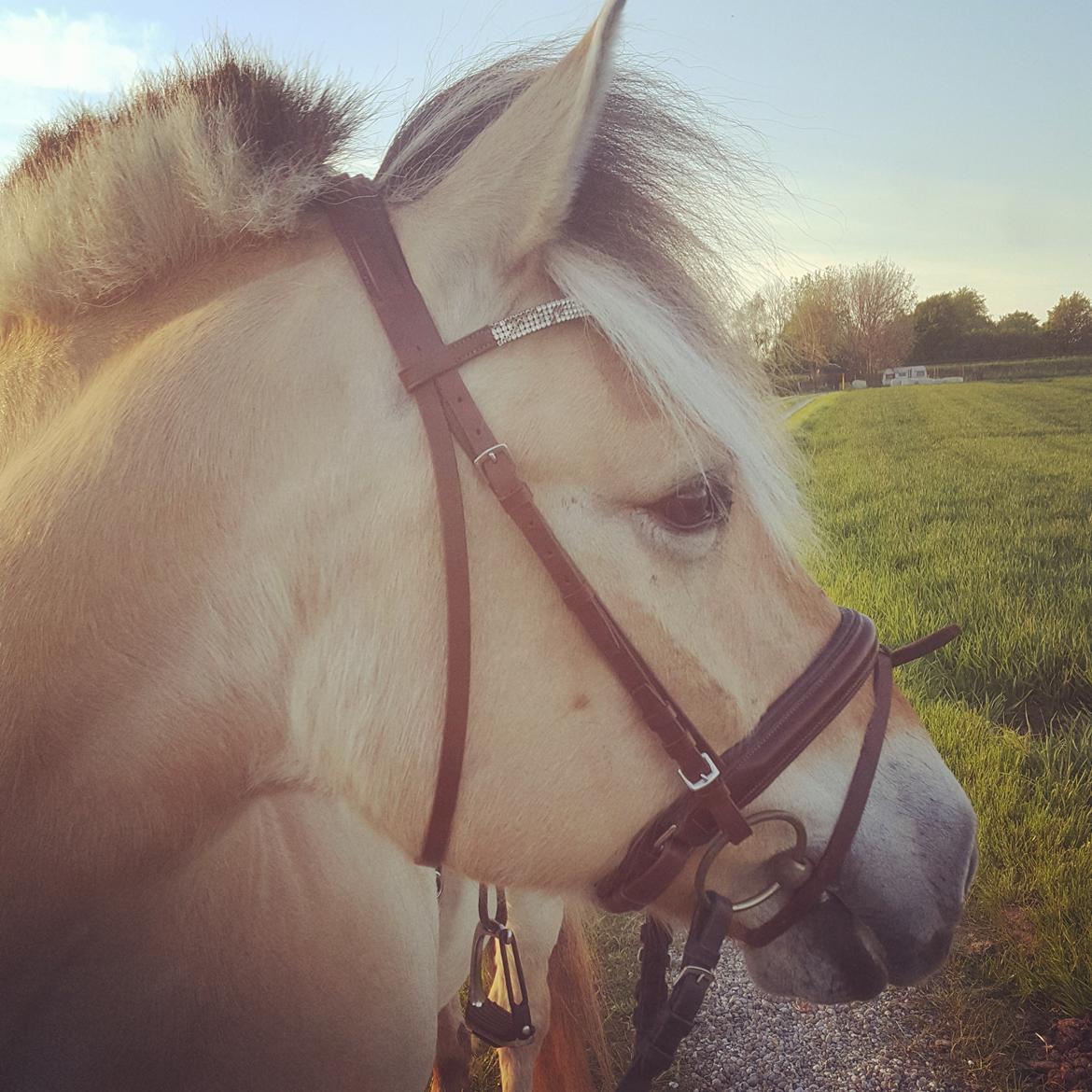 Fjordhest Bisnapgårds Sleipner [tidligere hest]  - En af de første gange vi red efter han kom hjem billede 14