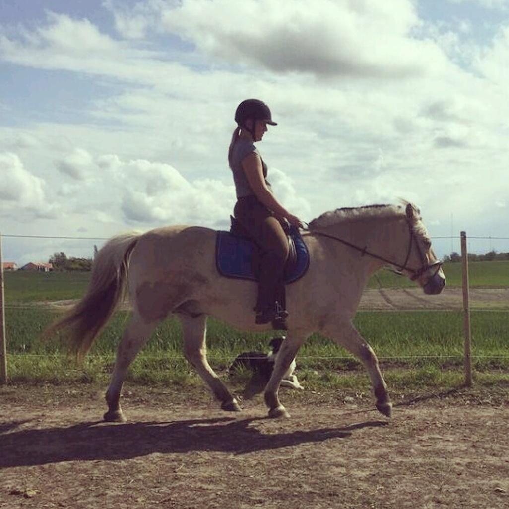 Fjordhest Bisnapgårds Sleipner [tidligere hest]  - En af de første gange vi red efter han kom hjem billede 15