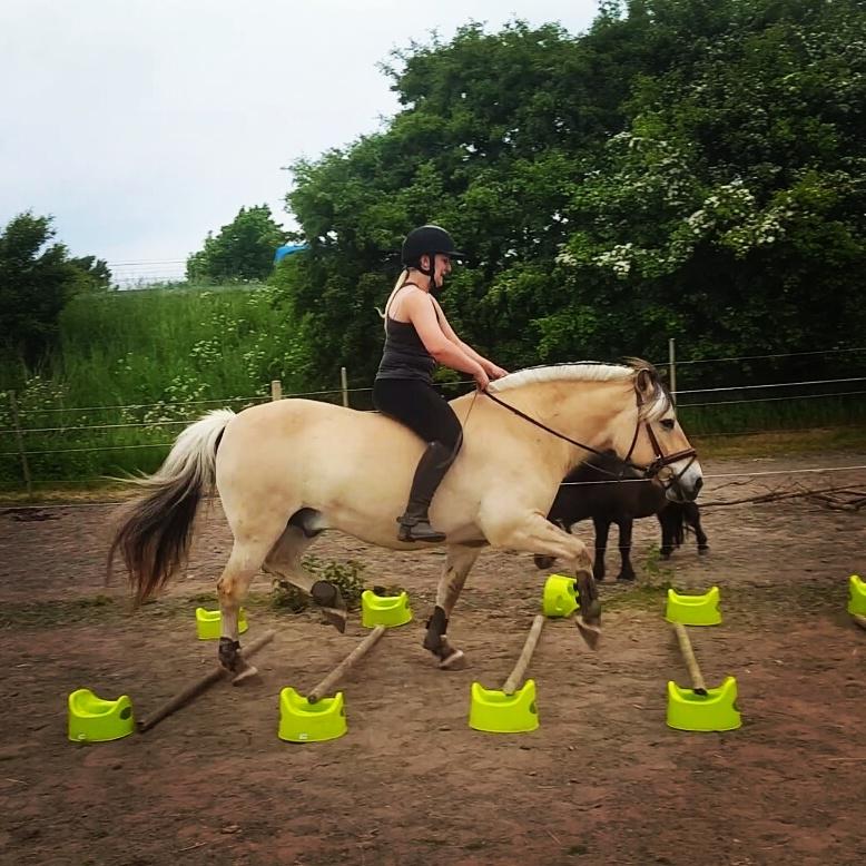 Fjordhest Bisnapgårds Sleipner [tidligere hest]  - Bom træning billede 3