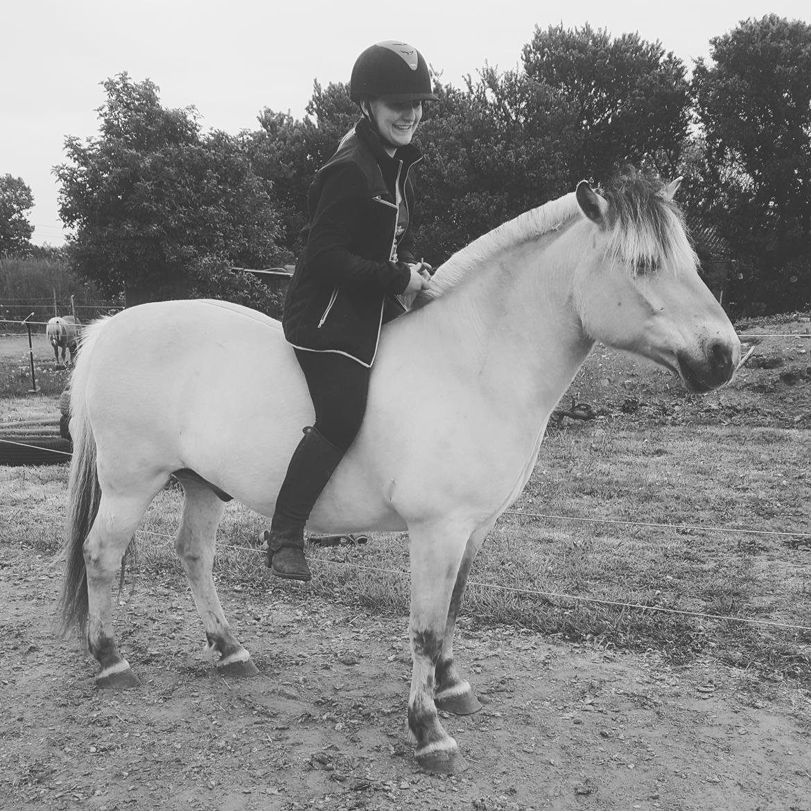 Fjordhest Bisnapgårds Sleipner [tidligere hest]  - Velkommen til Sleipners profil, håber i syntes om den :D  billede 1