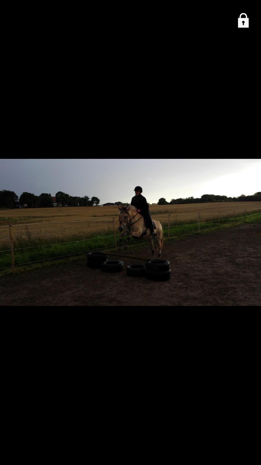 Fjordhest Bisnapgårds Sleipner [tidligere hest]  - Springning billede 19