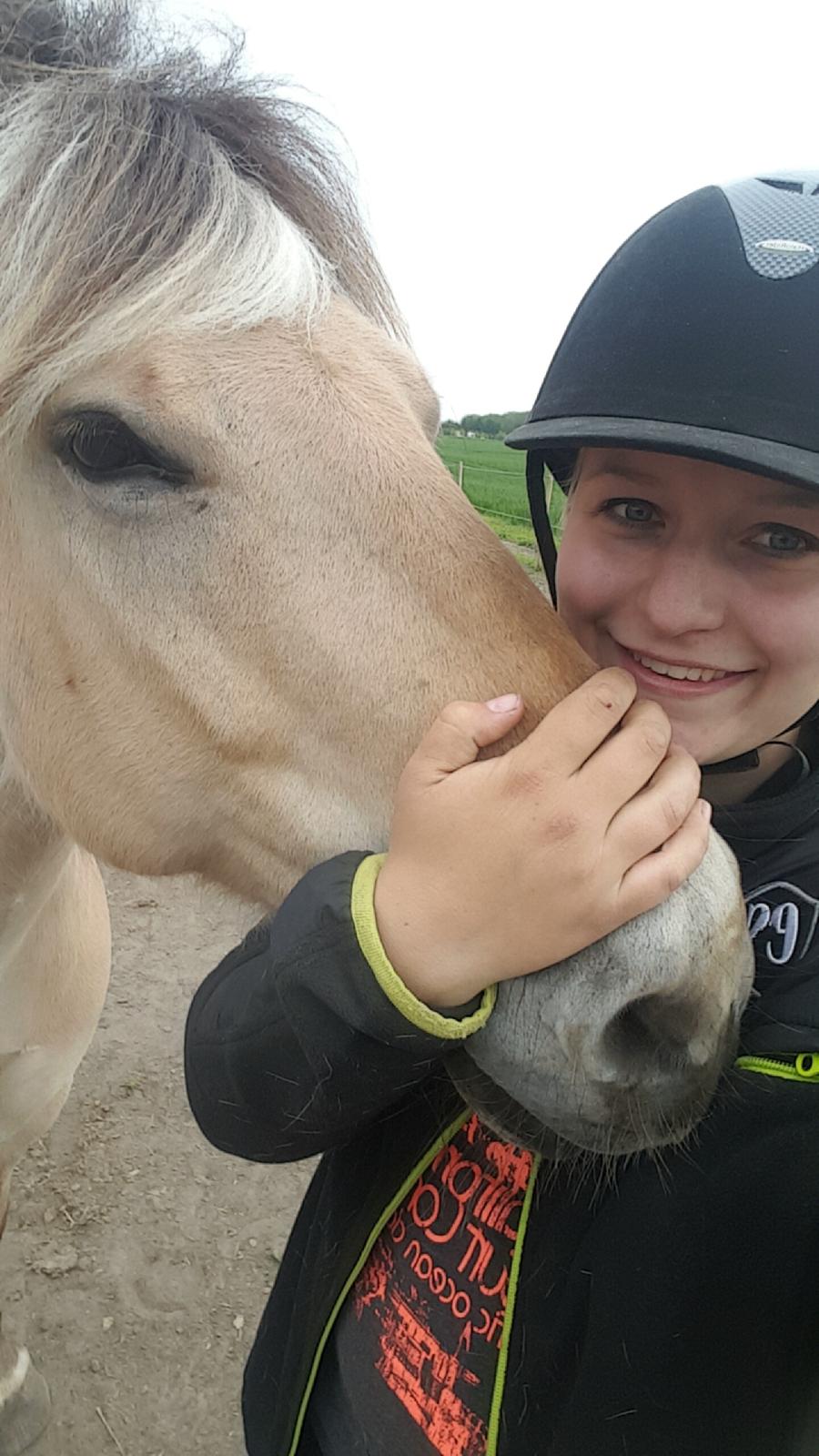 Fjordhest Bisnapgårds Sleipner [tidligere hest]  billede 16