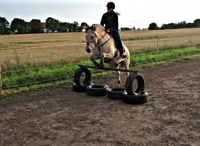 Fjordhest Bisnapgårds Sleipner [tidligere hest]  - Springning billede 5