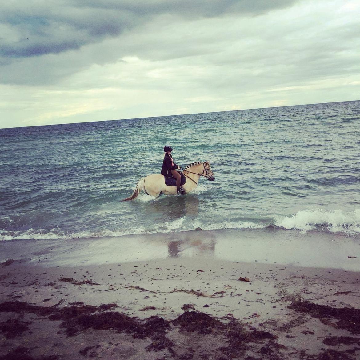 Fjordhest Bisnapgårds Sleipner [tidligere hest]  - Stranden D. 14/08-16 billede 2