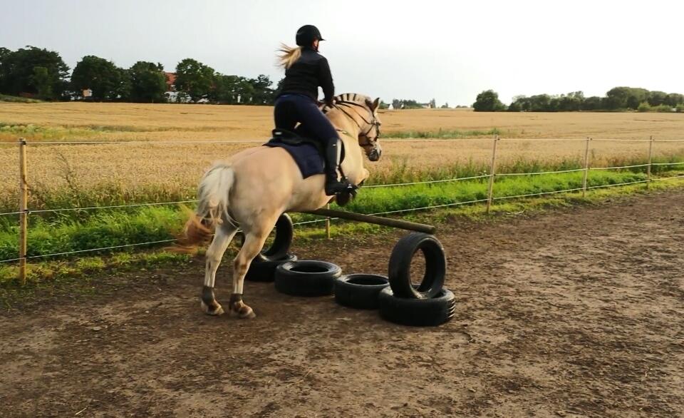 Fjordhest Bisnapgårds Sleipner [tidligere hest]  - Springning  billede 4