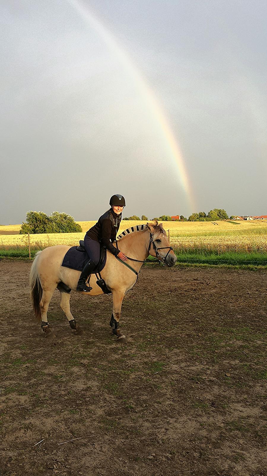 Fjordhest Bisnapgårds Sleipner [tidligere hest]  - Fra træning i regnvejr  billede 7