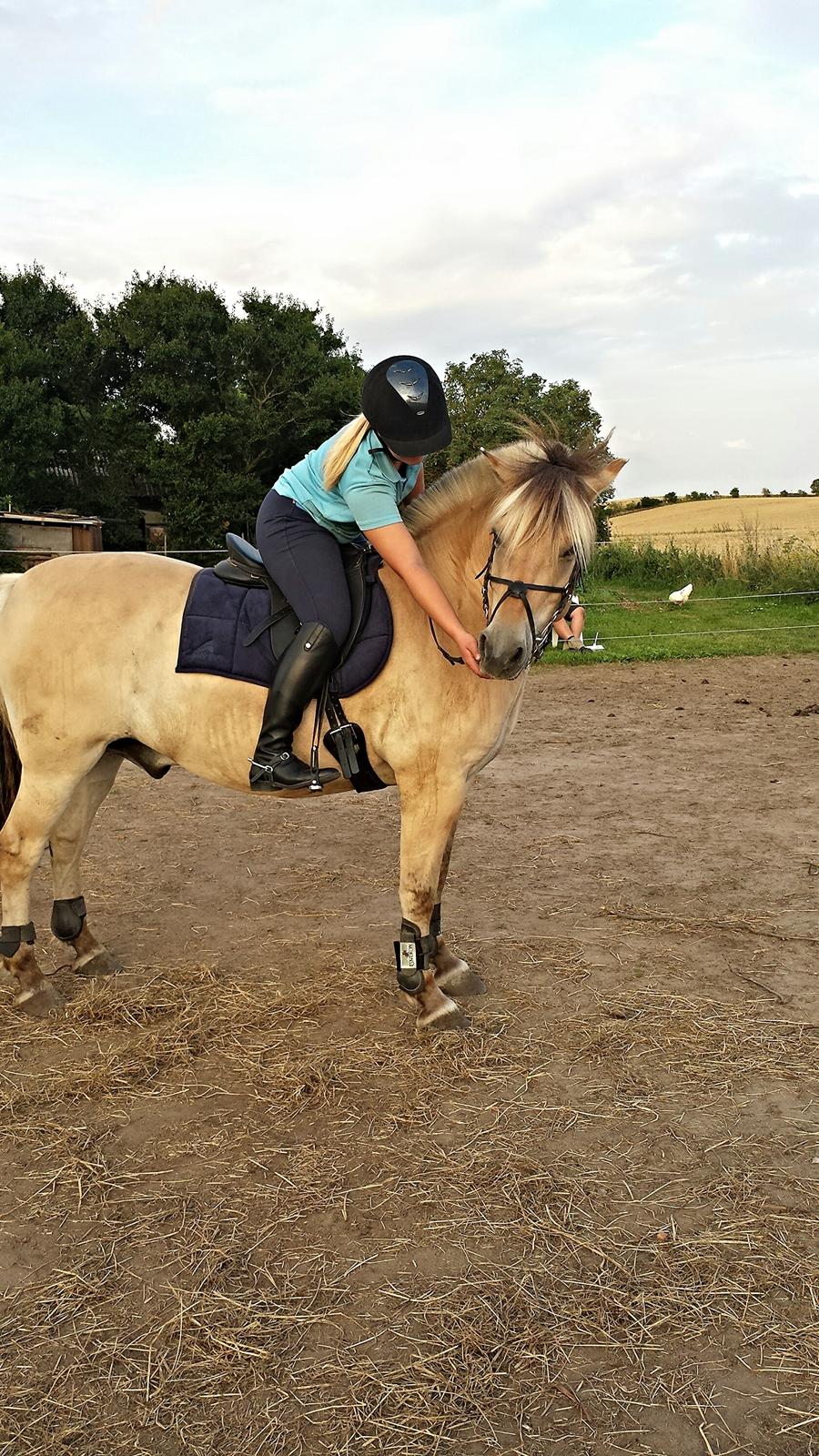Fjordhest Bisnapgårds Sleipner [tidligere hest]  billede 10