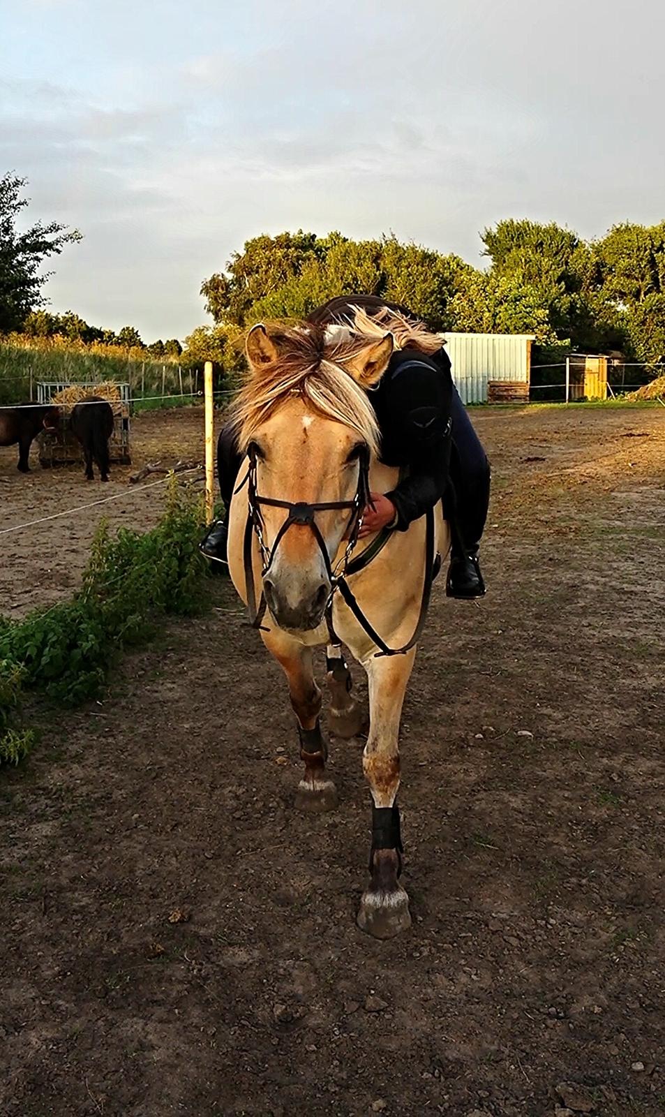 Fjordhest Bisnapgårds Sleipner [tidligere hest]  - Fra træning i regnvejr billede 8