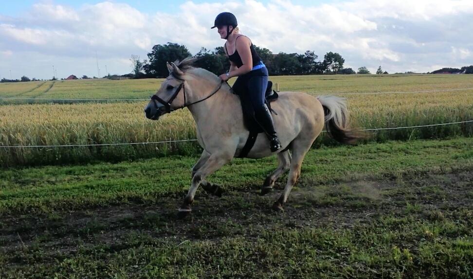 Fjordhest Bisnapgårds Sleipner [tidligere hest]  - Fri Galop på marken  billede 6