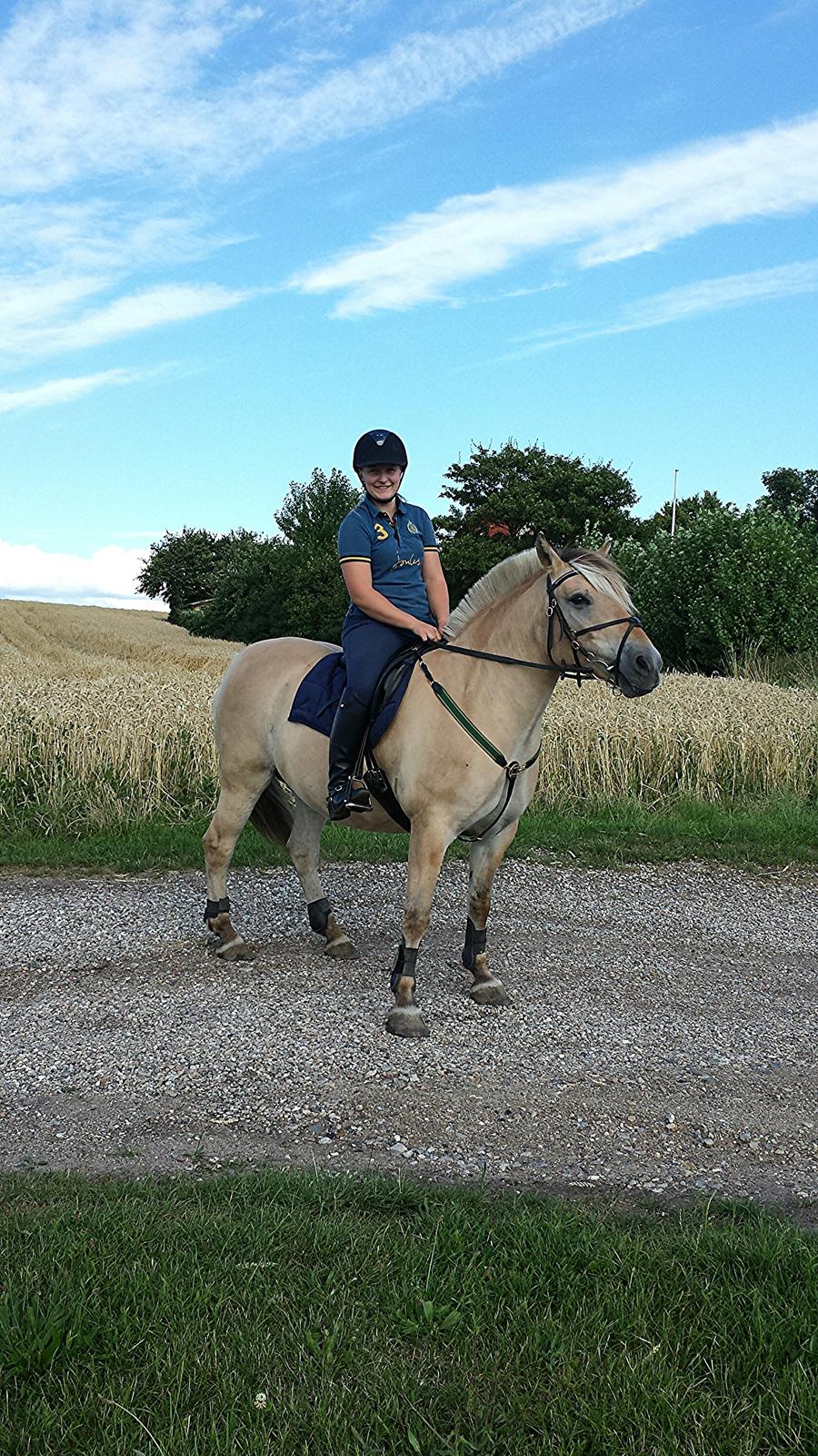 Fjordhest Bisnapgårds Sleipner [tidligere hest]  billede 9