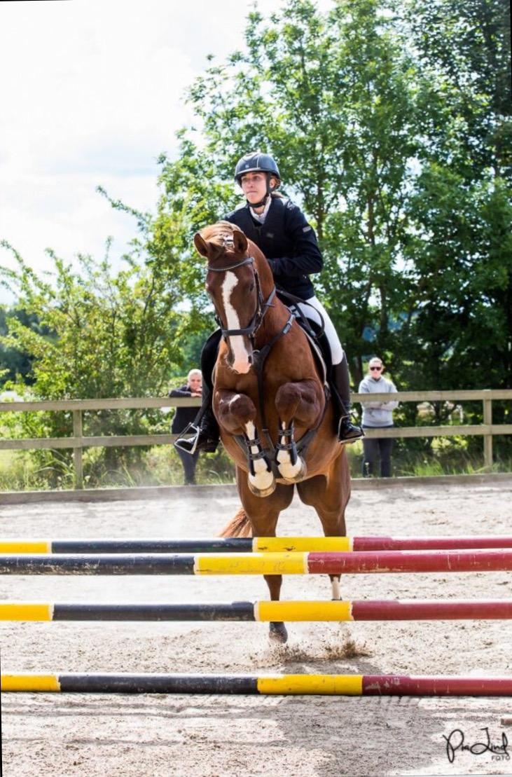 Anden særlig race Skovlunds Lacoste  billede 4