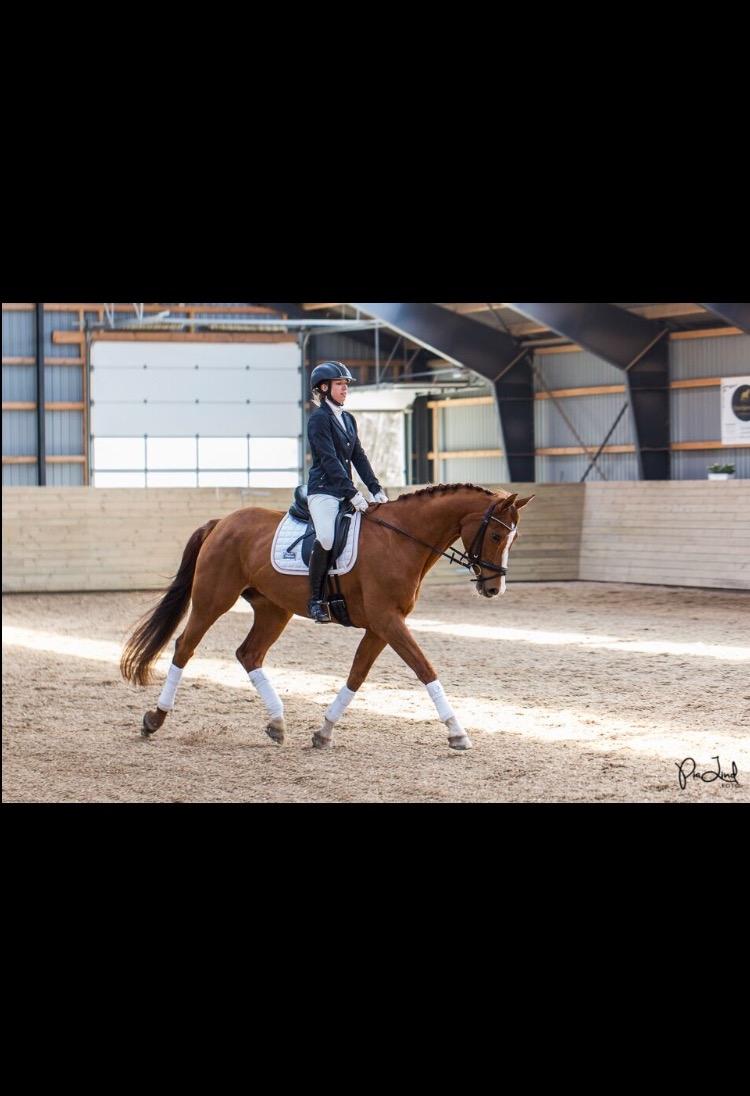 Anden særlig race Skovlunds Lacoste  billede 5