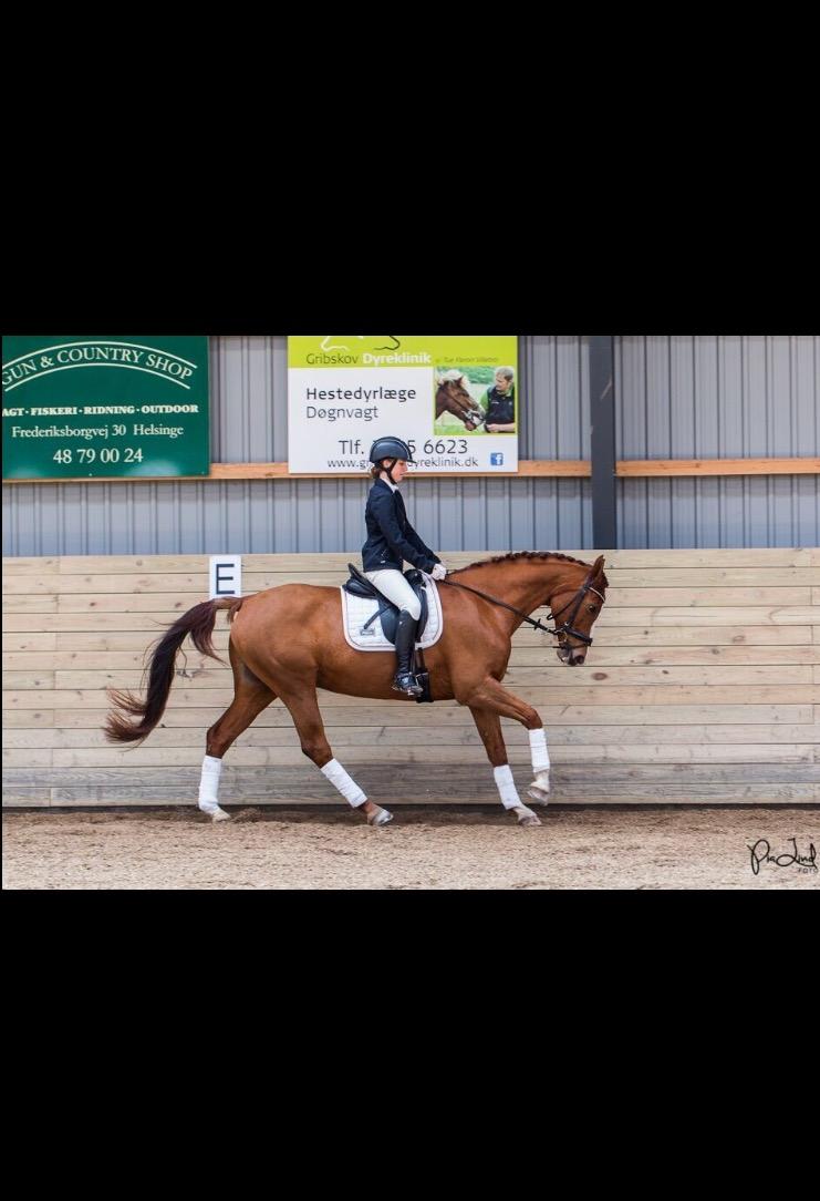 Anden særlig race Skovlunds Lacoste  billede 6
