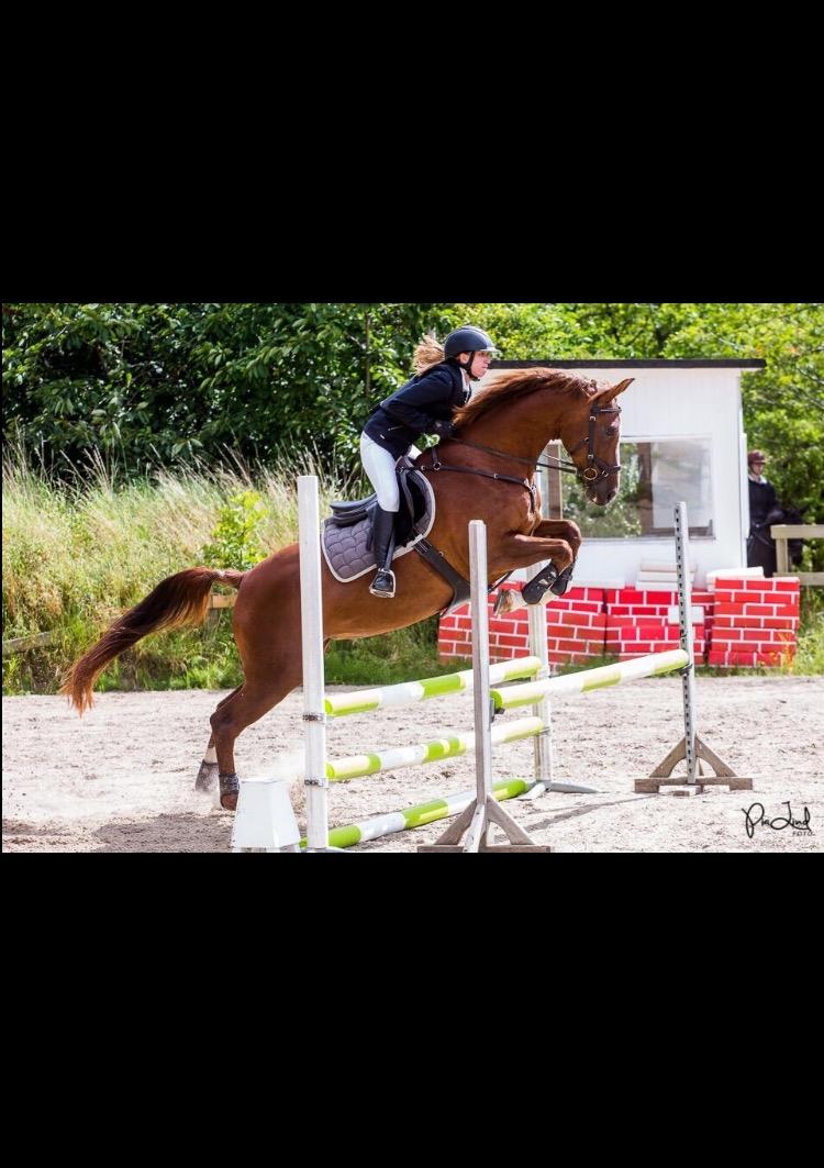 Anden særlig race Skovlunds Lacoste  billede 12