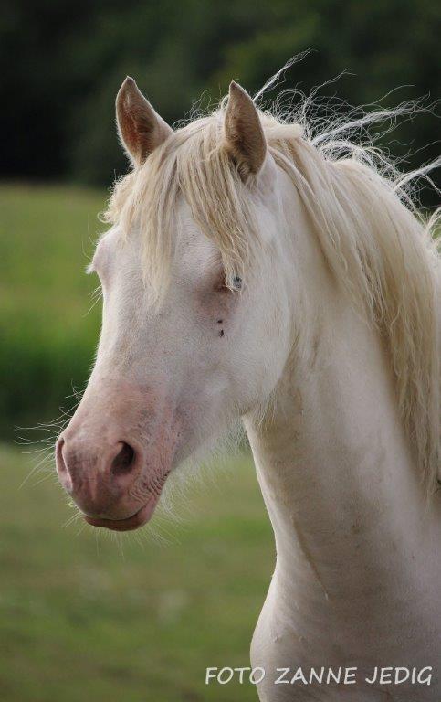 Welsh Cob (sec D) Ynyslyns Celebration - Elsa Aug 2016 billede 23