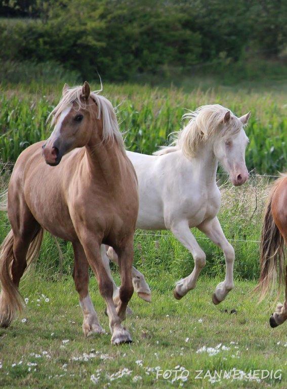 Welsh Cob (sec D) Ynyslyns Celebration - Aug 2016 billede 24