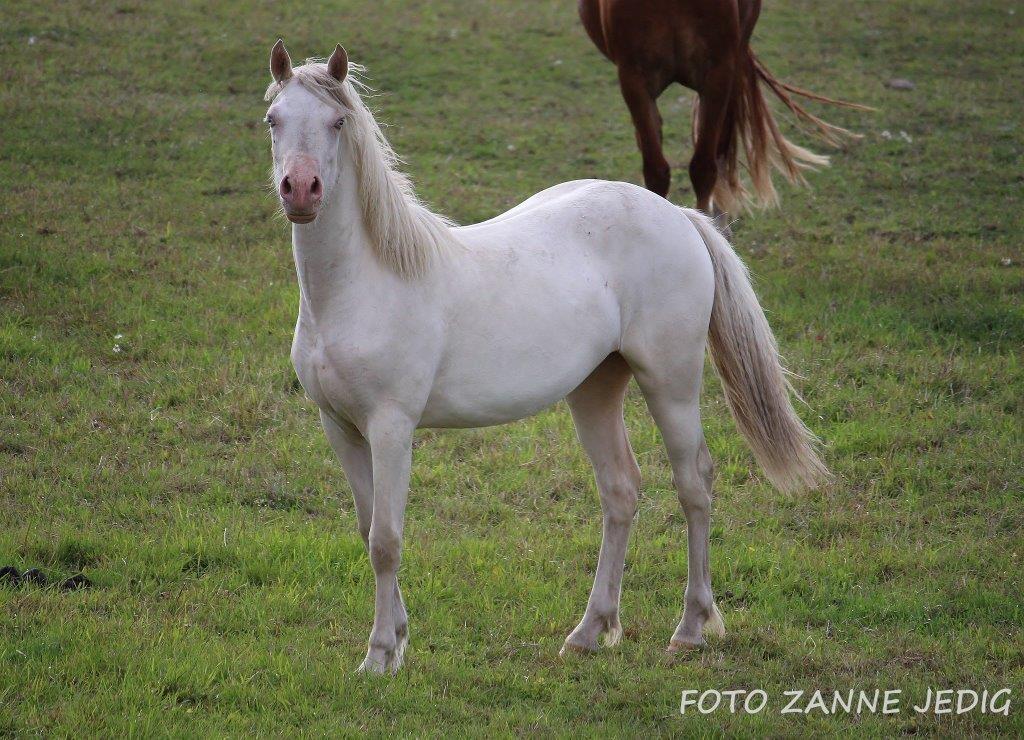 Welsh Cob (sec D) Ynyslyns Celebration - Aug 2016 billede 25