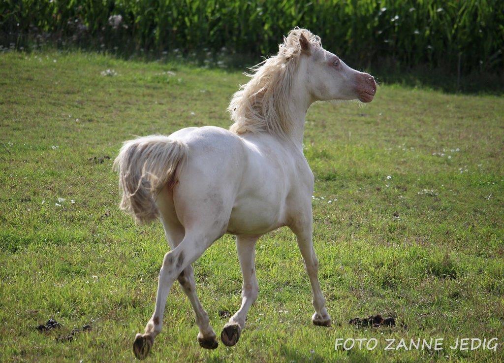 Welsh Cob (sec D) Ynyslyns Celebration - Aug 2016 billede 27