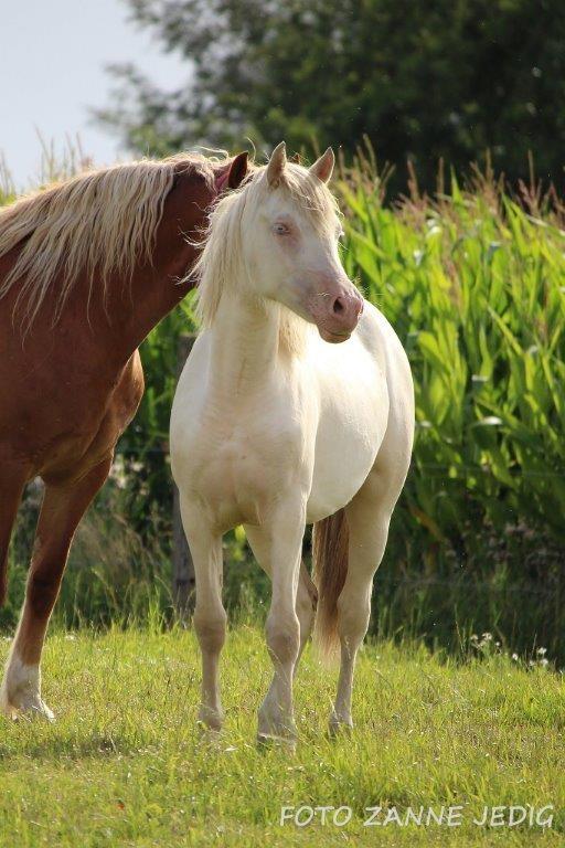 Welsh Cob (sec D) Ynyslyns Celebration - Aug. 2016 billede 29