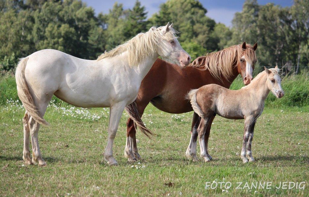 Welsh Cob (sec D) Ynyslyns Celebration - Aug. 2016 billede 30