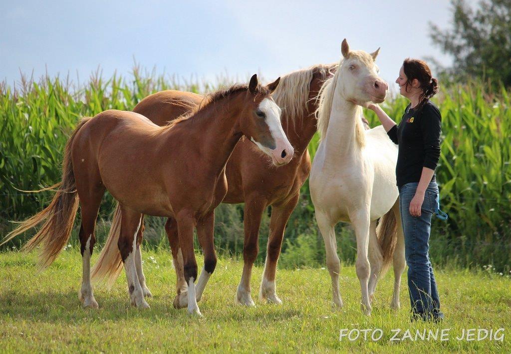 Welsh Cob (sec D) Melanders Flora - Aug 2016 billede 50