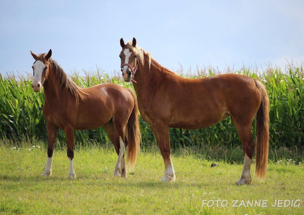 Welsh Cob (sec D) Melanders Flora - Aug 2016 billede 48