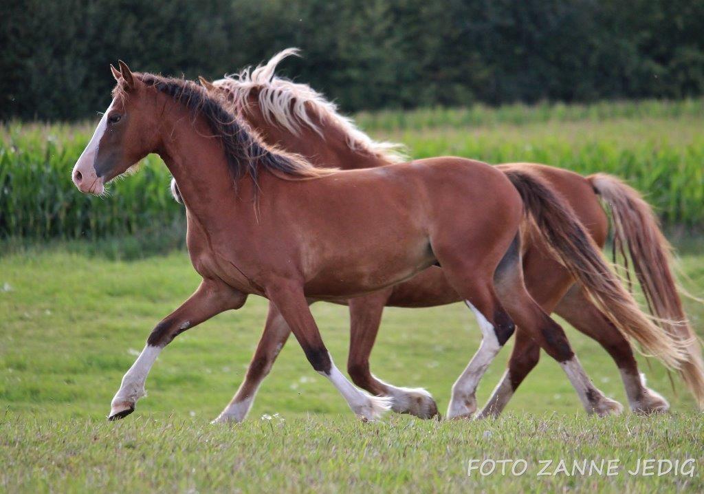 Welsh Cob (sec D) Melanders Flora - Aug 2016 billede 49