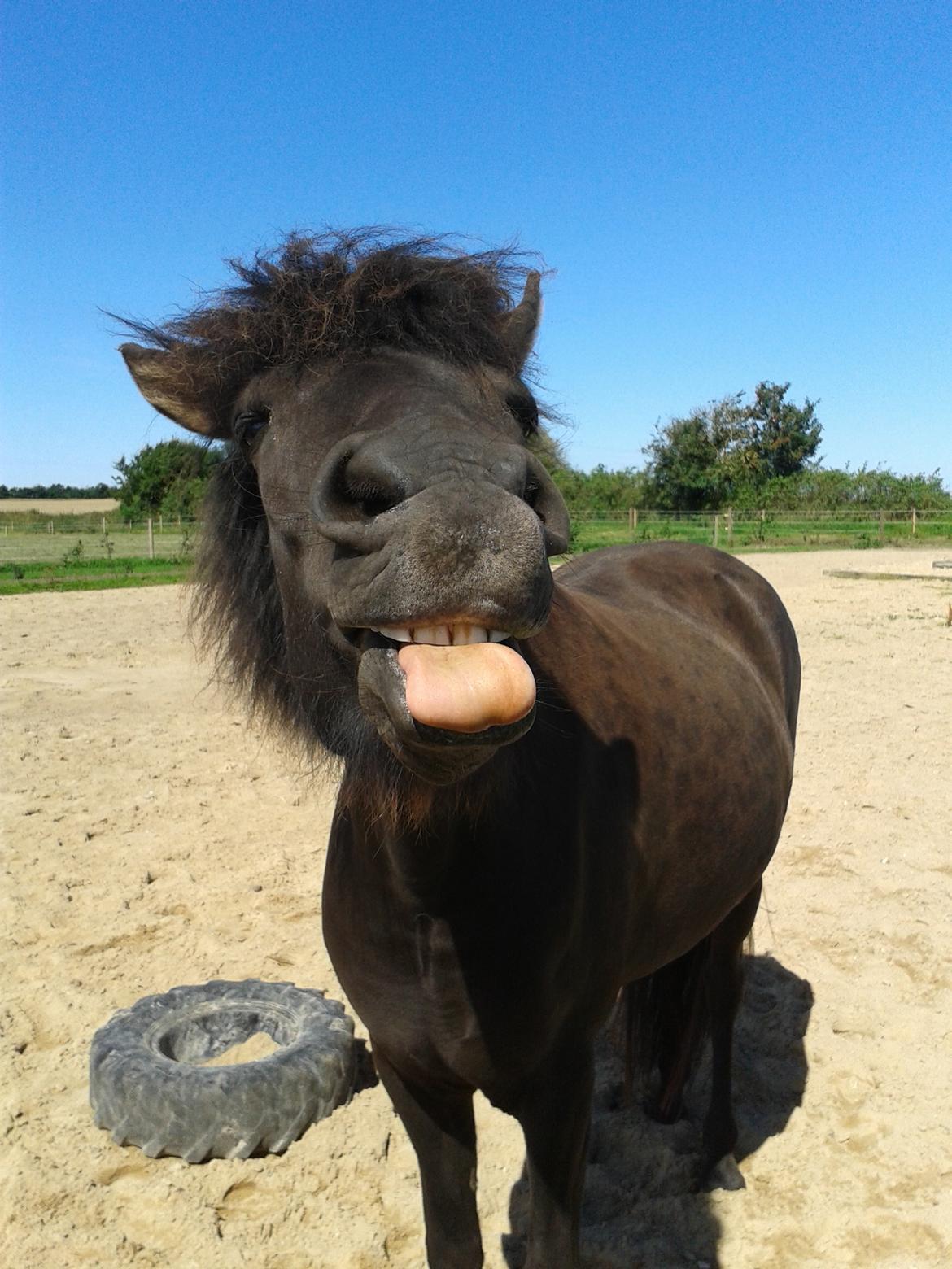 Islænder Dimma fra Trekanten billede 27