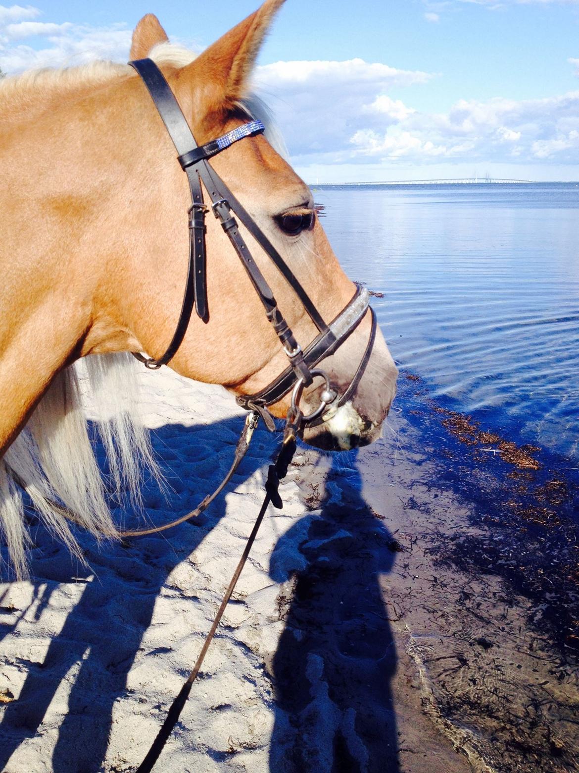 Haflinger Straus <3 hvil i fred ;( billede 13