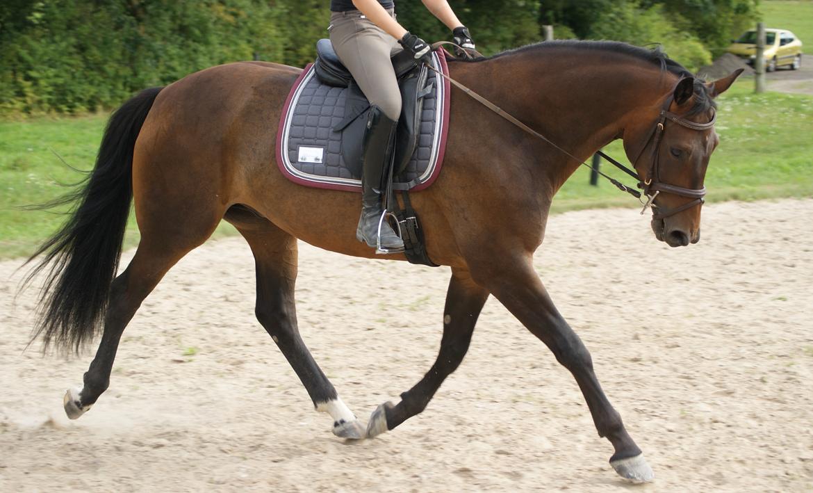 Dansk Varmblod Amu billede 12