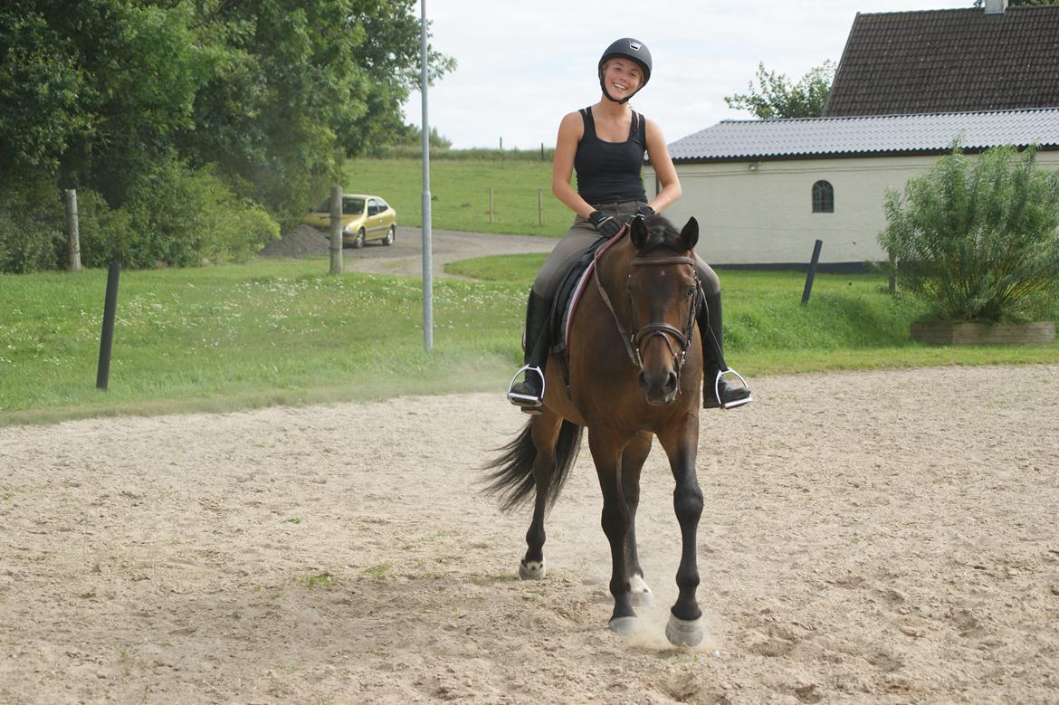 Dansk Varmblod Amu billede 17