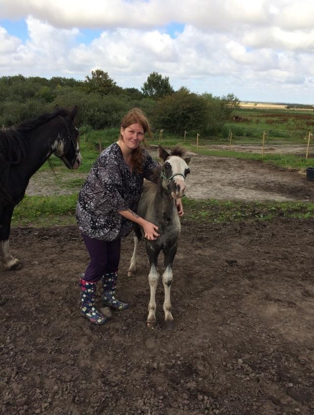 Welsh Partbred (Sec F) Møllersminde's galant billede 10