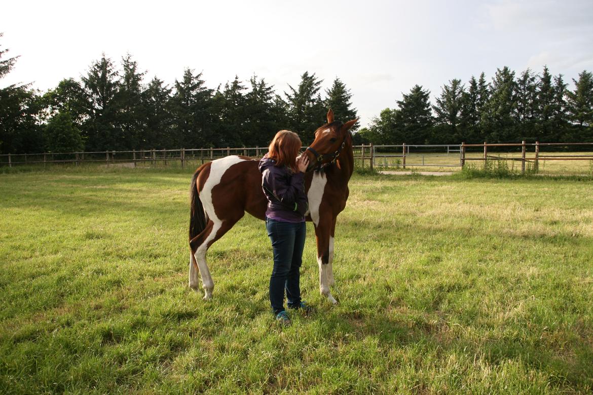 Pinto Kilgast's sofisticated billede 12