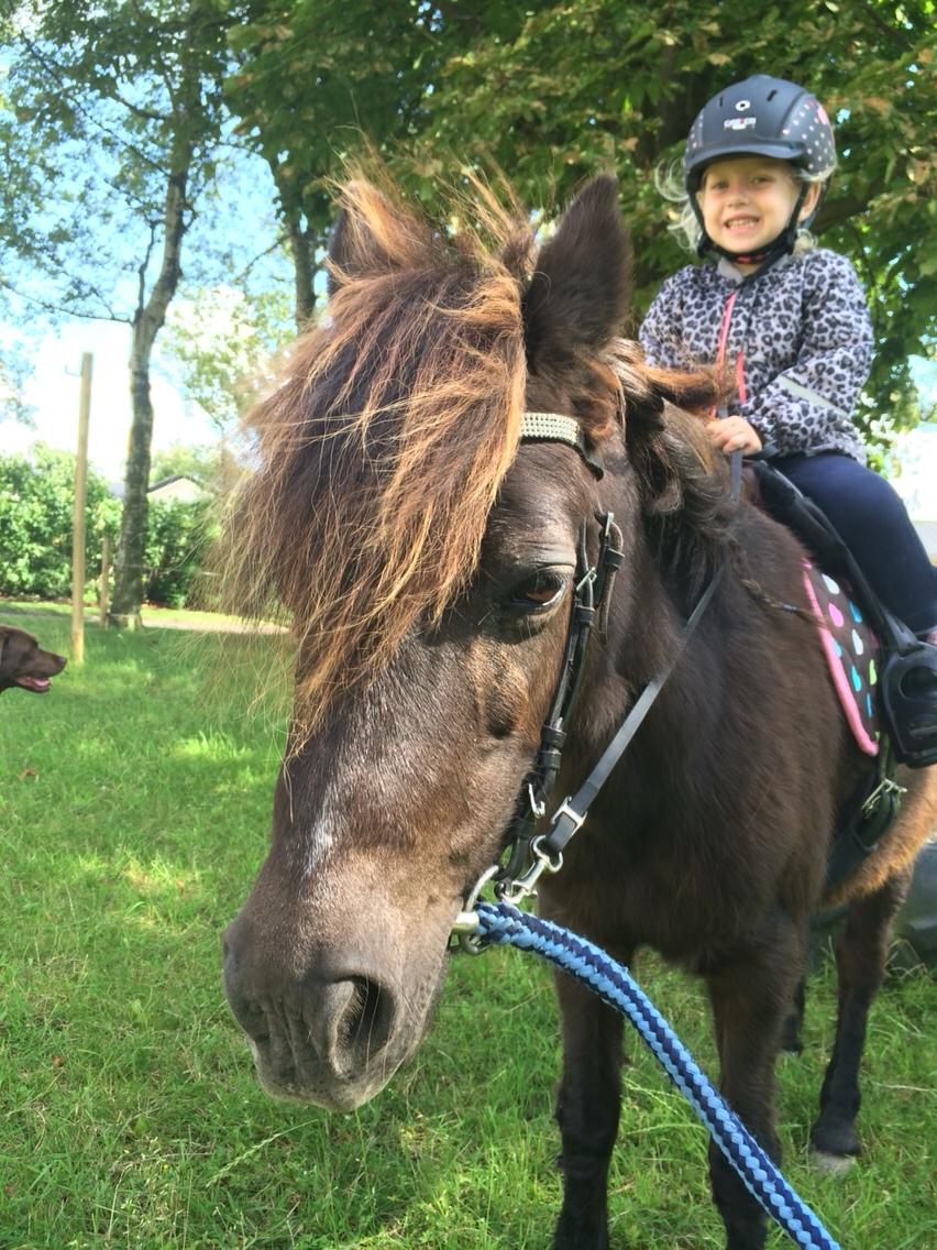 Anden særlig race Engtoft mille (RIP) billede 8