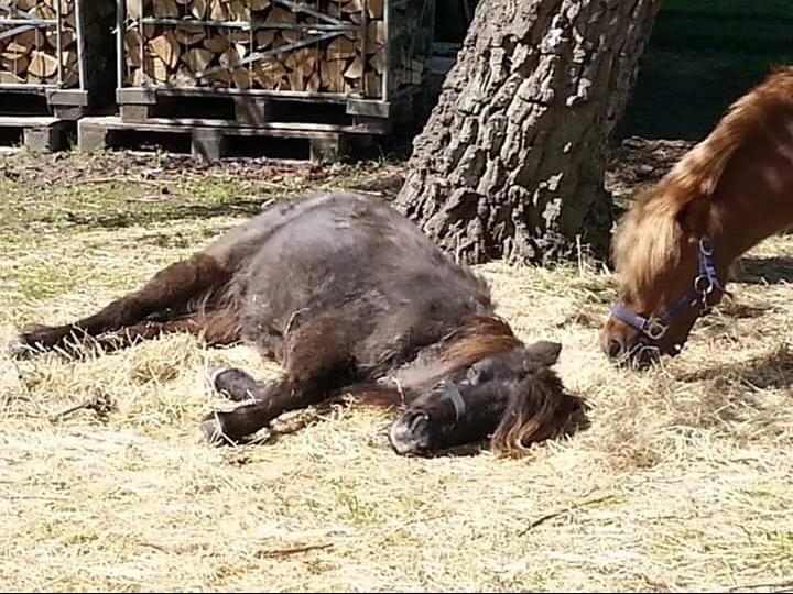 Anden særlig race Engtoft mille (RIP) billede 9