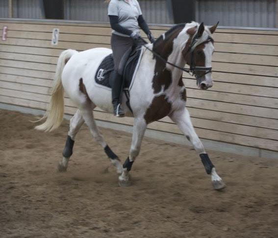 Pinto Something speciel billede 4