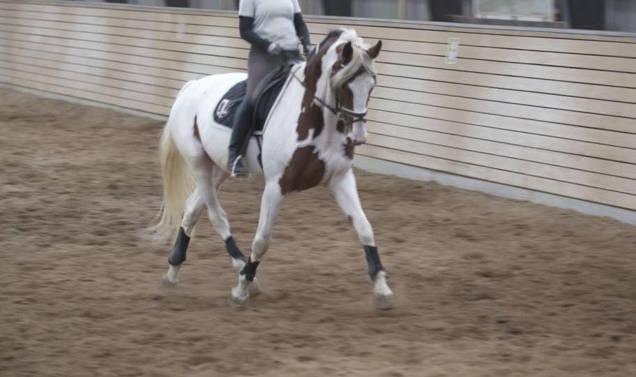 Pinto Something speciel billede 3