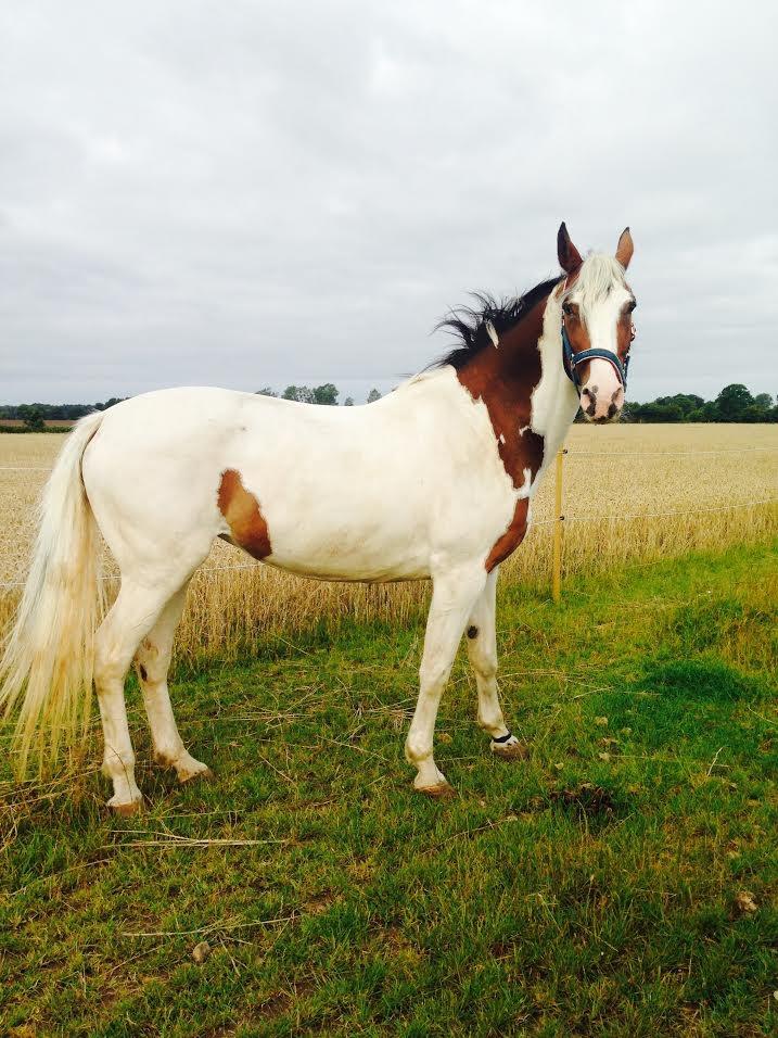 Pinto Something speciel billede 1