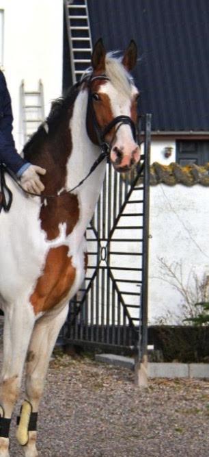 Pinto Something speciel billede 6