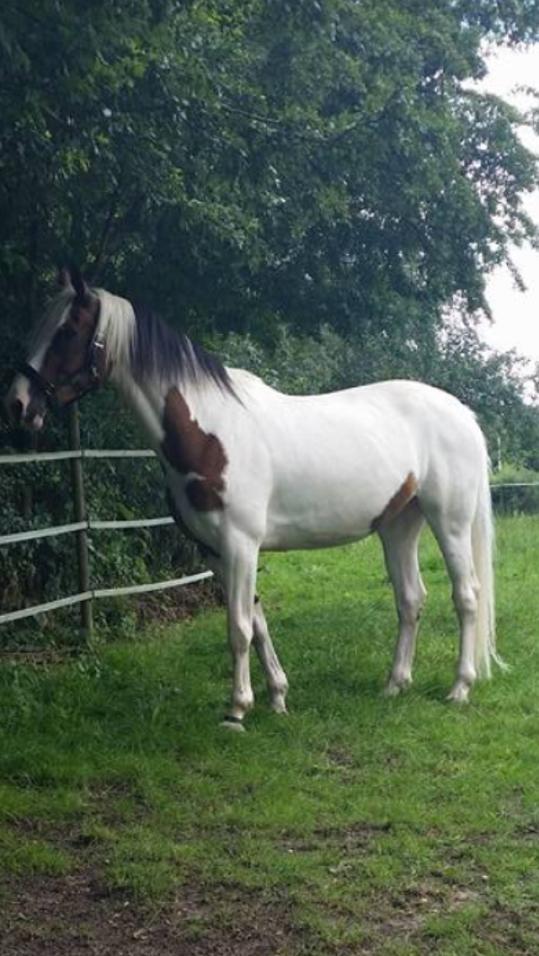 Pinto Something speciel billede 5