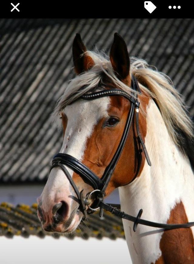 Pinto Something speciel billede 2