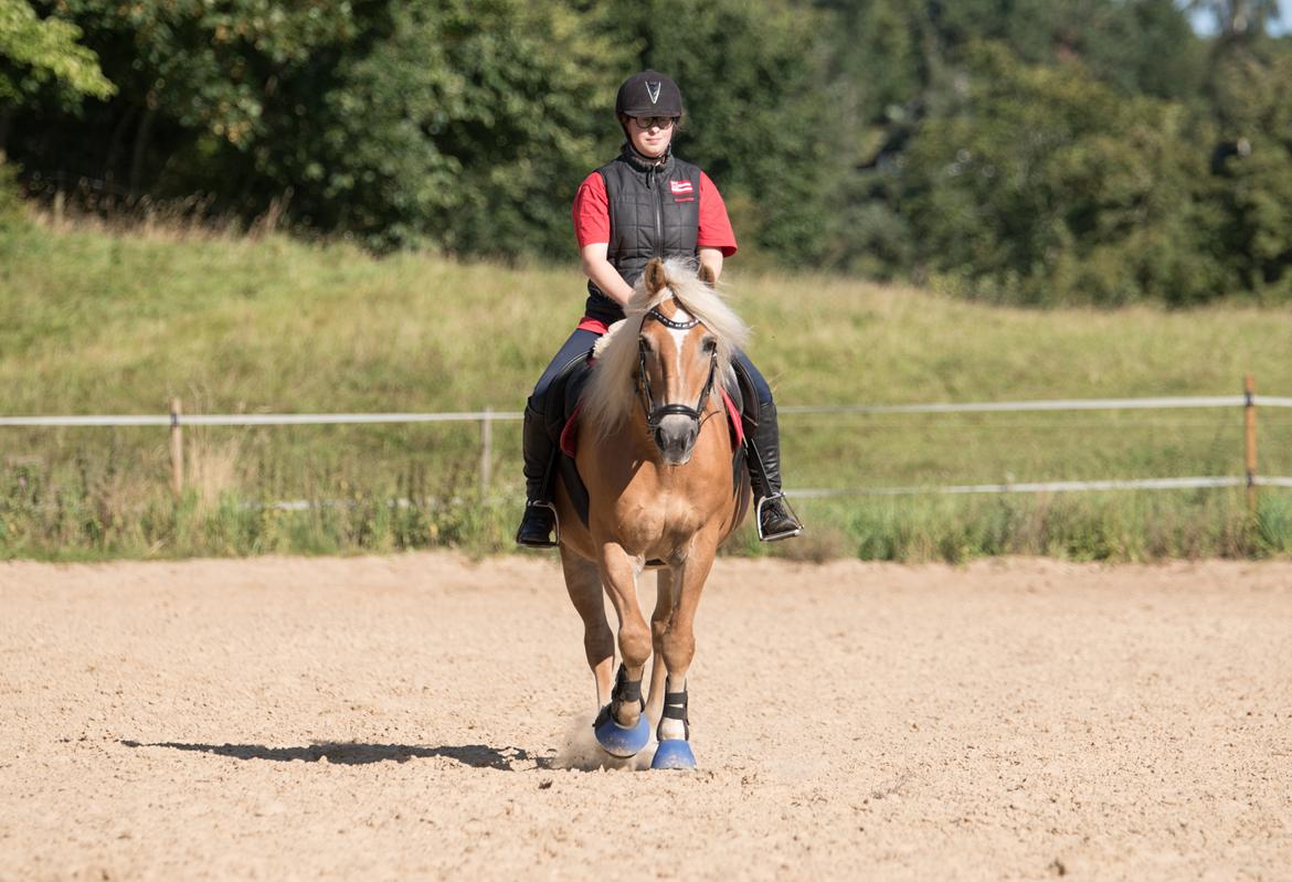 Tyroler Haflinger Astilbe - billede taget af Maiken Bang Photography billede 11