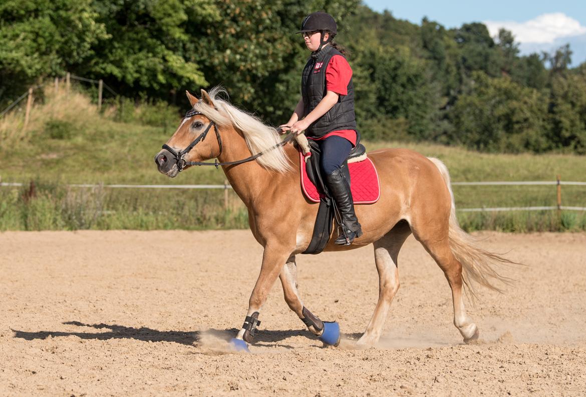 Tyroler Haflinger Astilbe - billede taget af Maiken Bang Photography billede 13