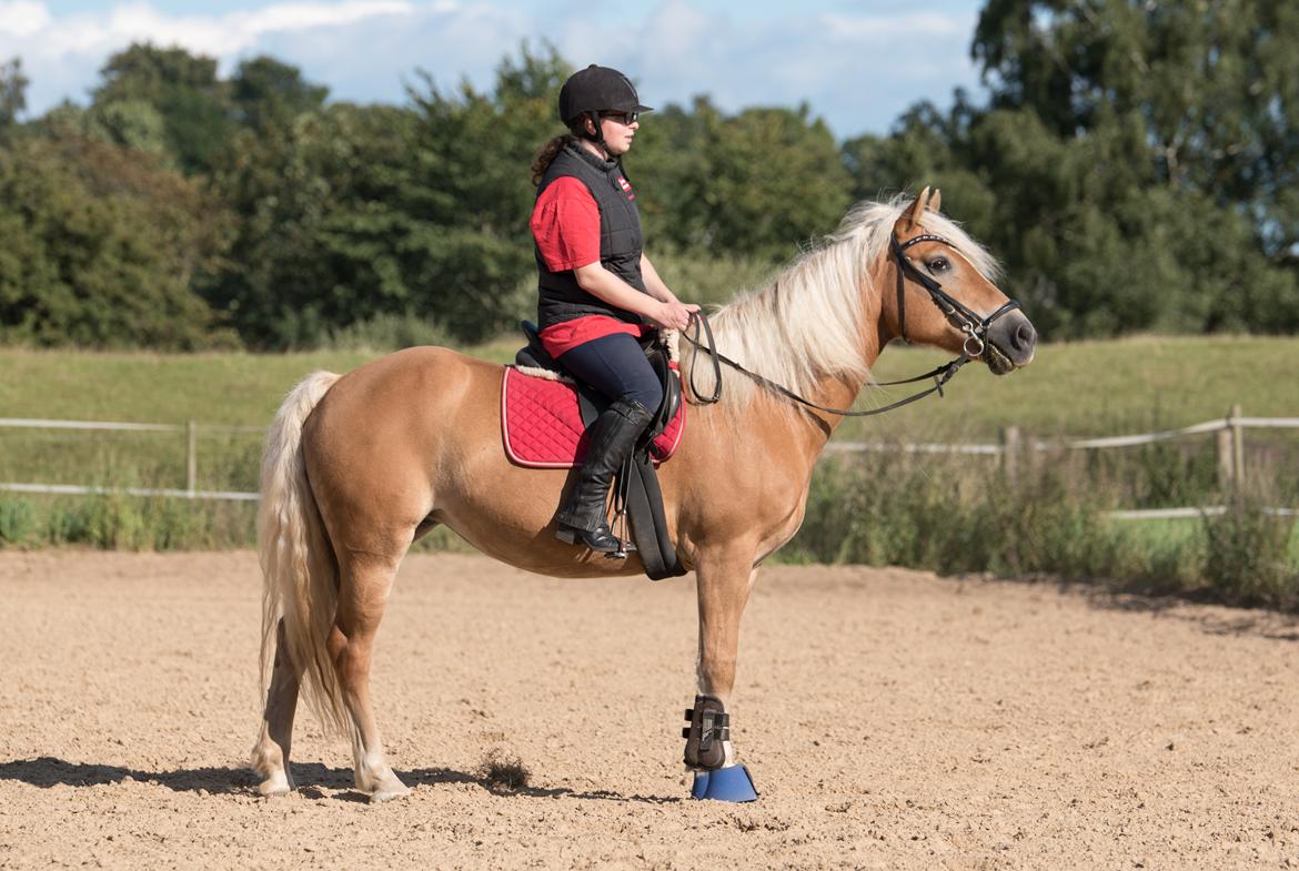 Tyroler Haflinger Astilbe - billede taget af Maiken Bang Photography billede 14