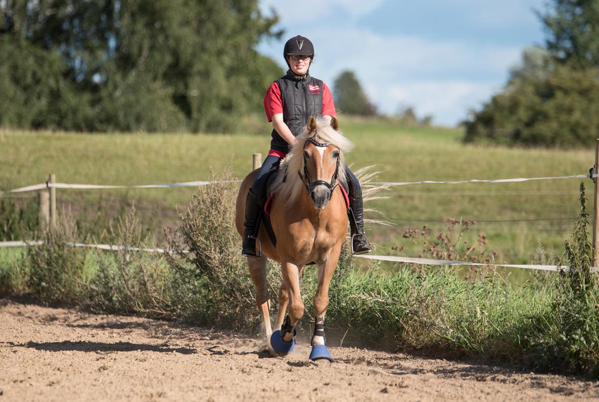 Tyroler Haflinger Astilbe - billede taget af Maiken Bang Photography billede 12