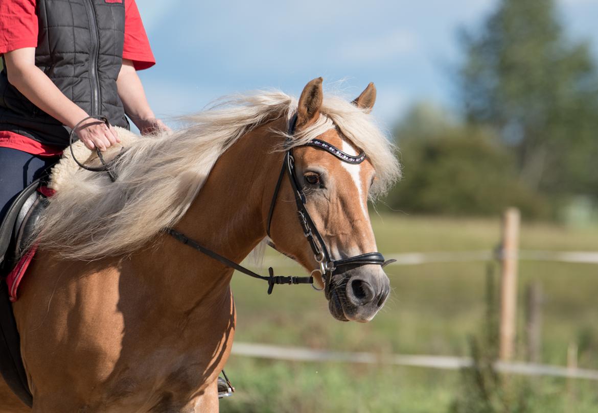 Tyroler Haflinger Astilbe - billede taget af Maiken Bang Photography billede 16