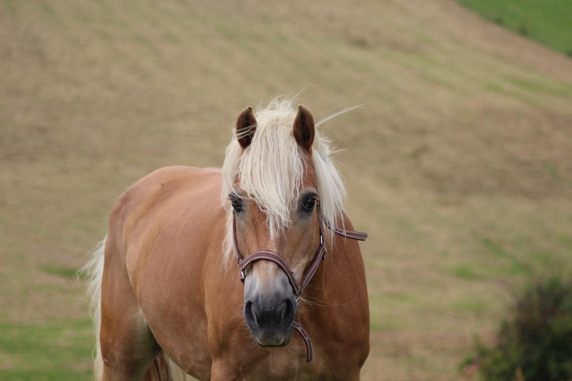 Tyroler Haflinger Astilbe billede 5