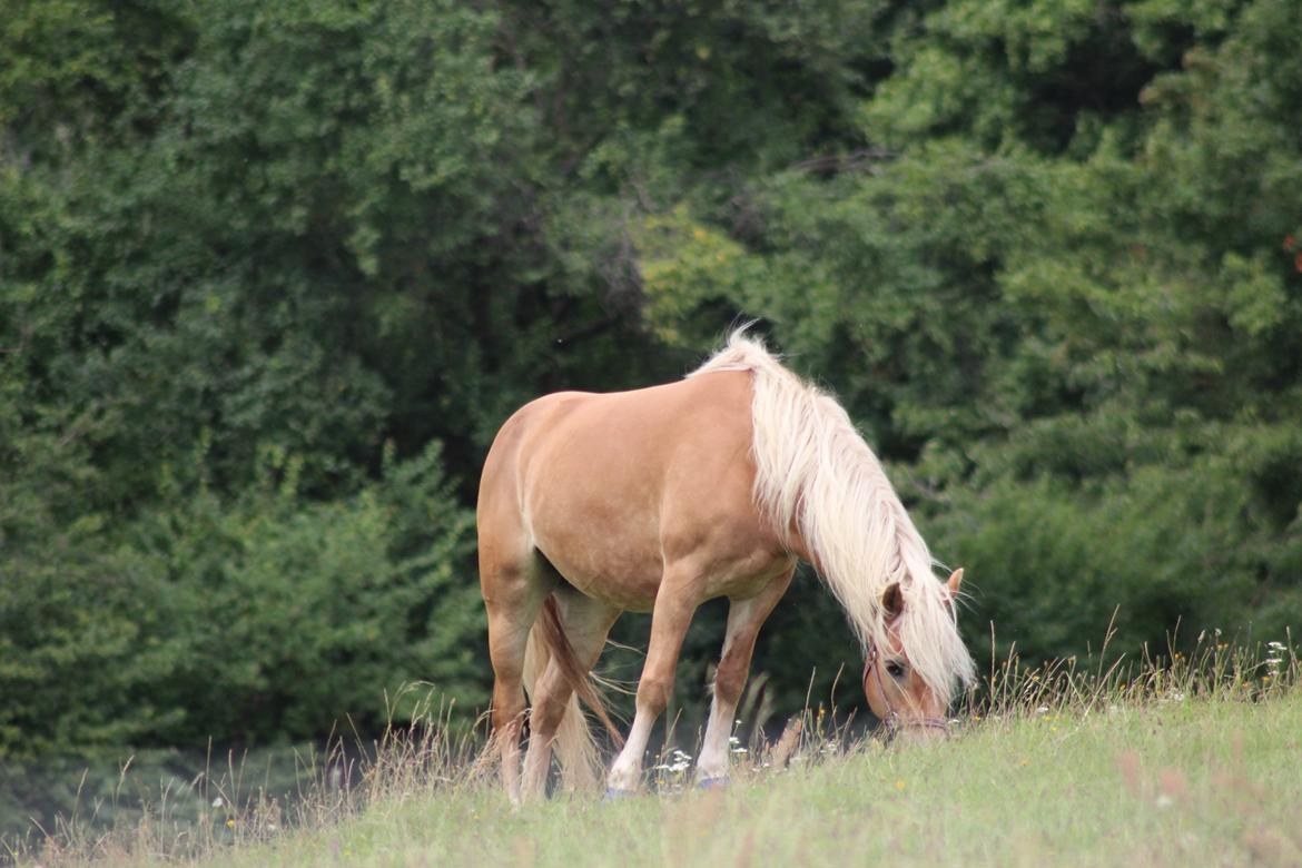 Tyroler Haflinger Astilbe billede 3