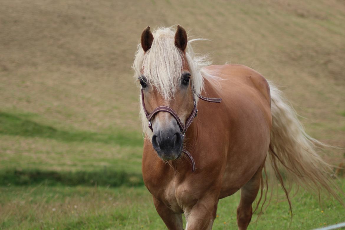 Tyroler Haflinger Astilbe billede 4